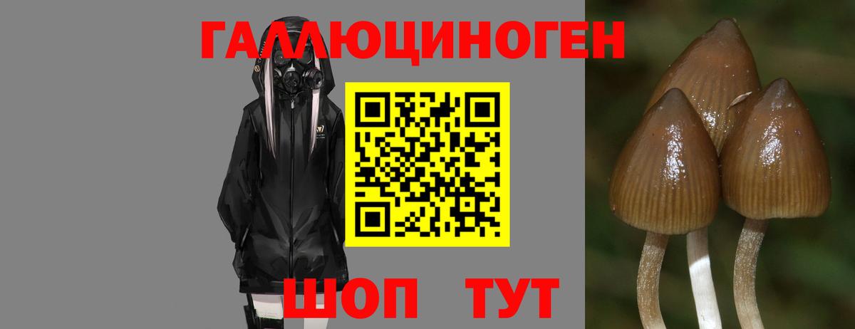 Галлюциногенные грибы Psilocybine cubensis  Вход с VPN  Бердск 